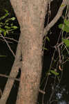 Planertree <BR>Water elm